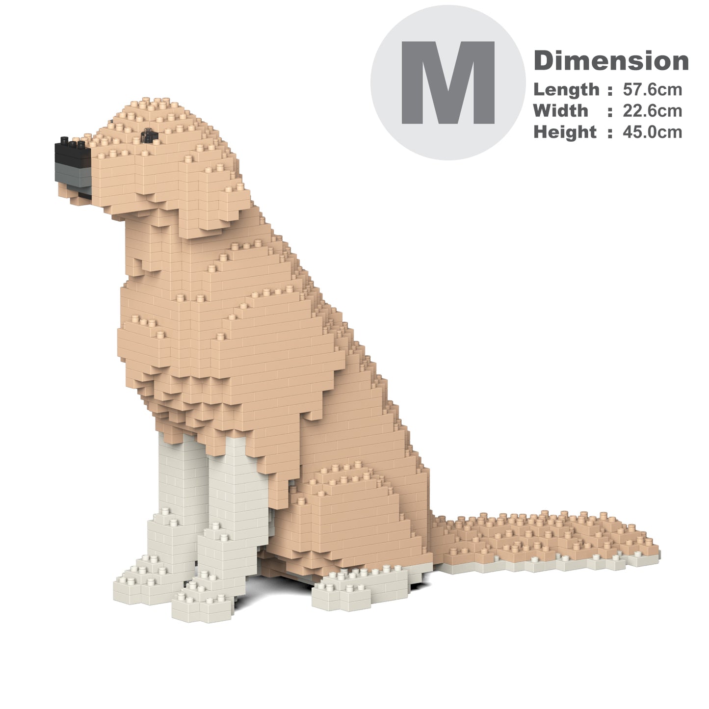 金毛尋回犬03-M01