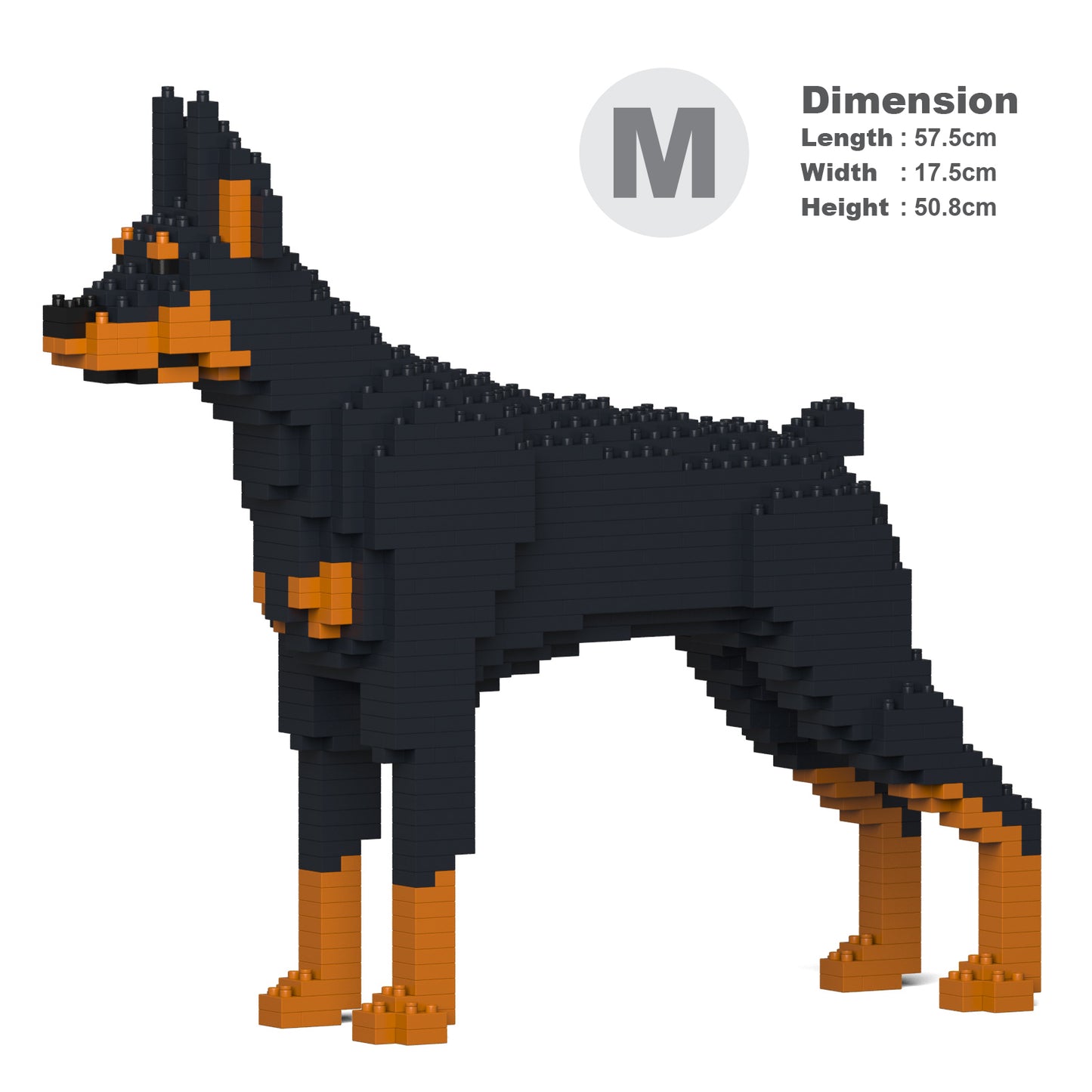 杜賓犬01-M01