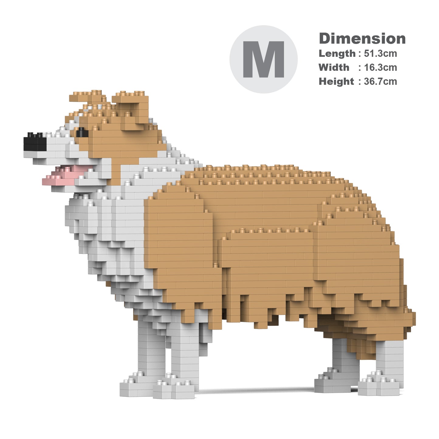 邊境牧羊犬01-M03