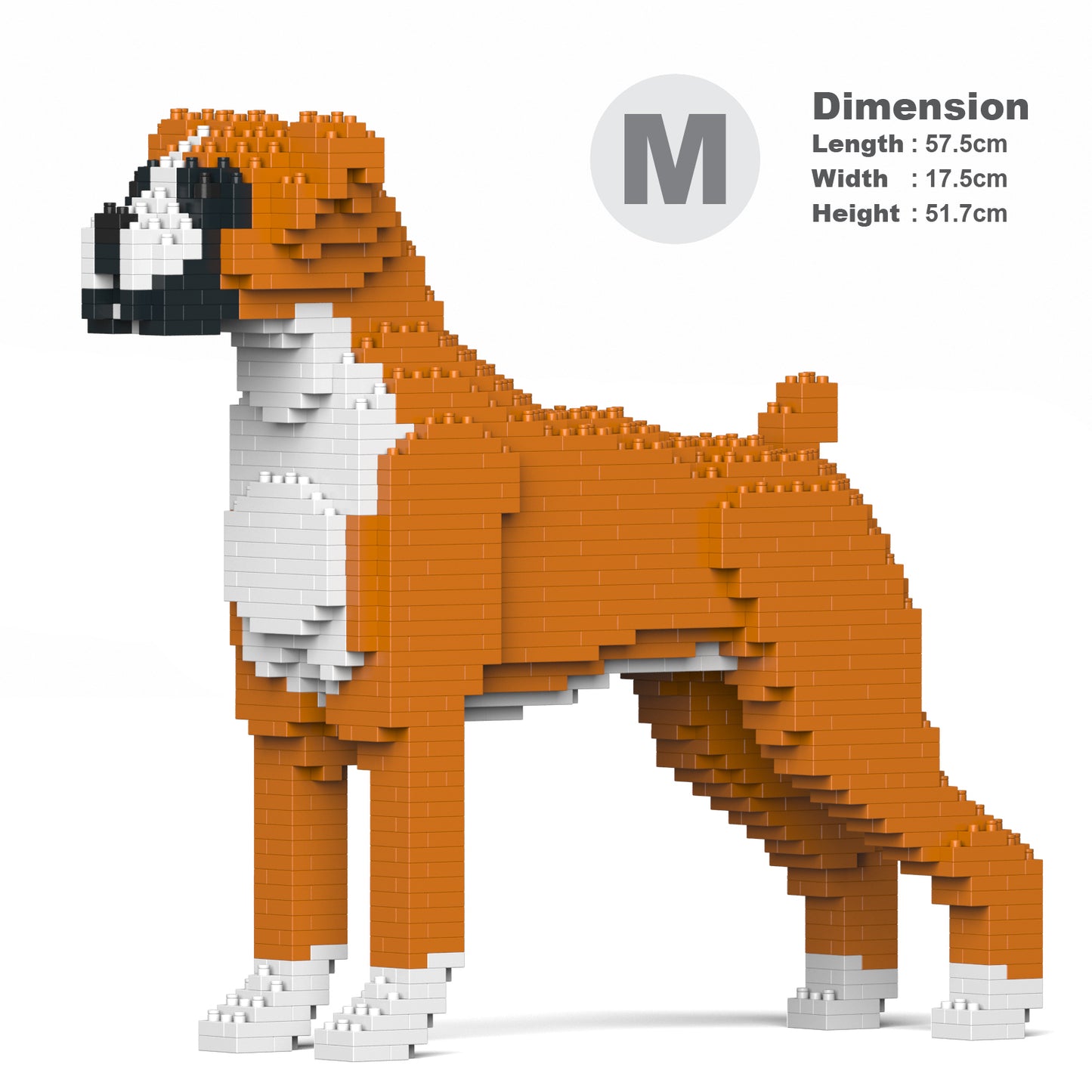 拳師犬01-M02