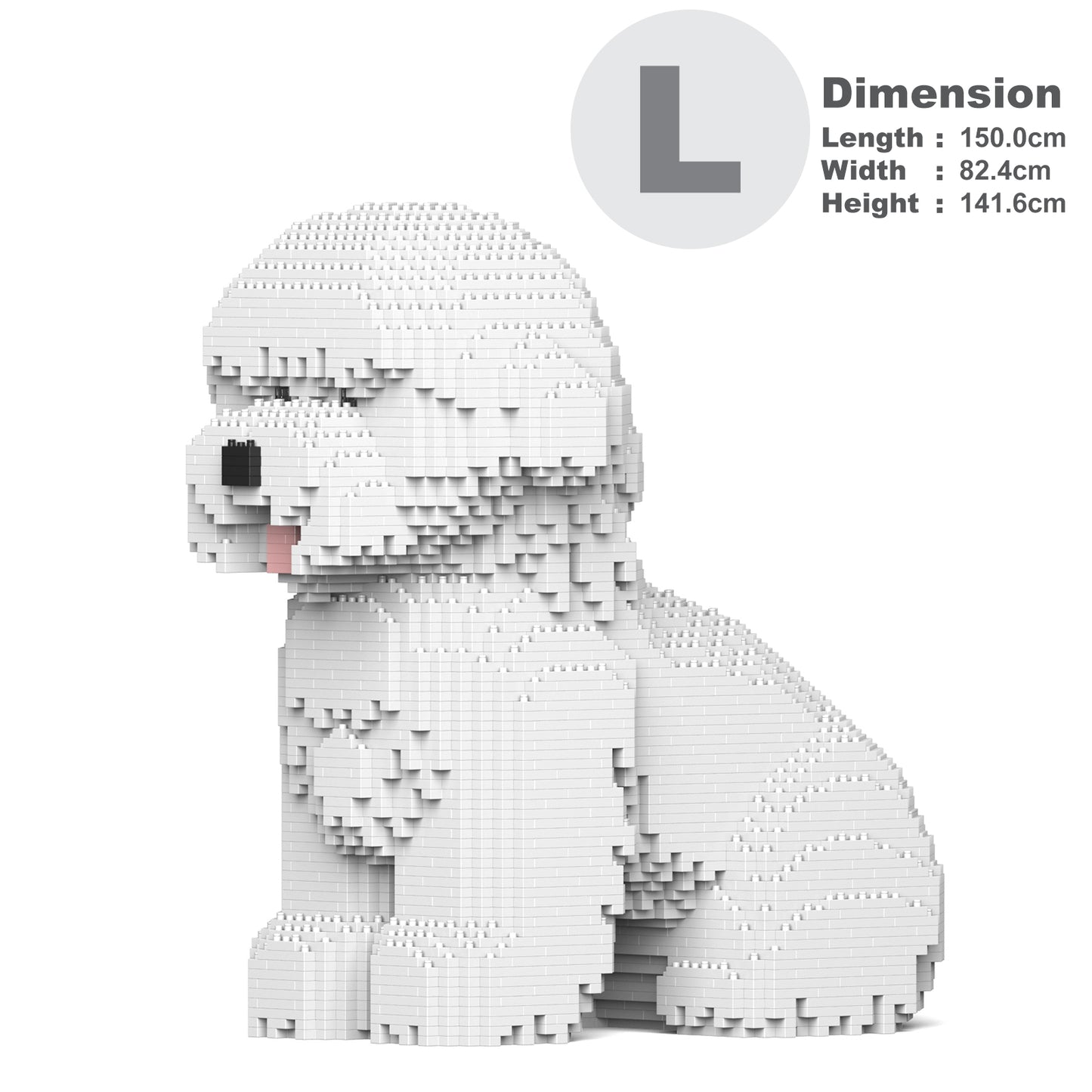 Bichon Frise 03