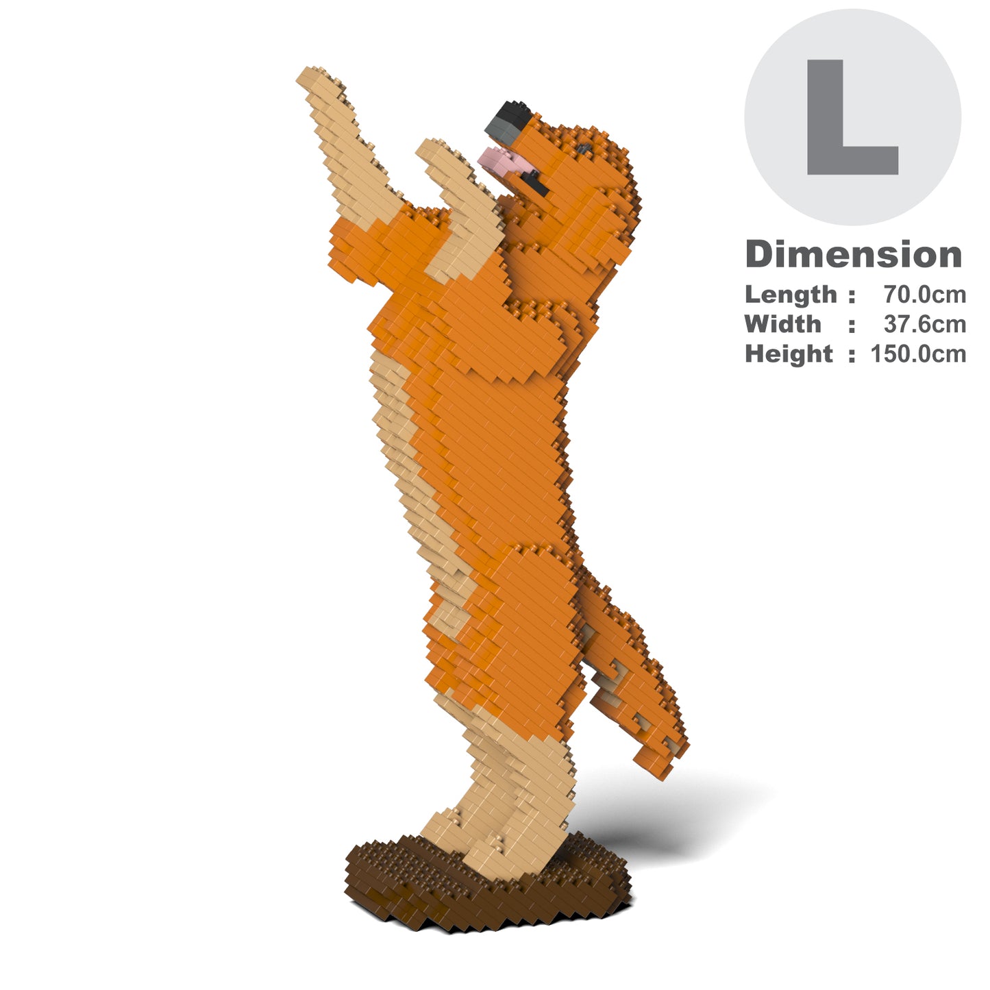 金毛尋回犬04-M02