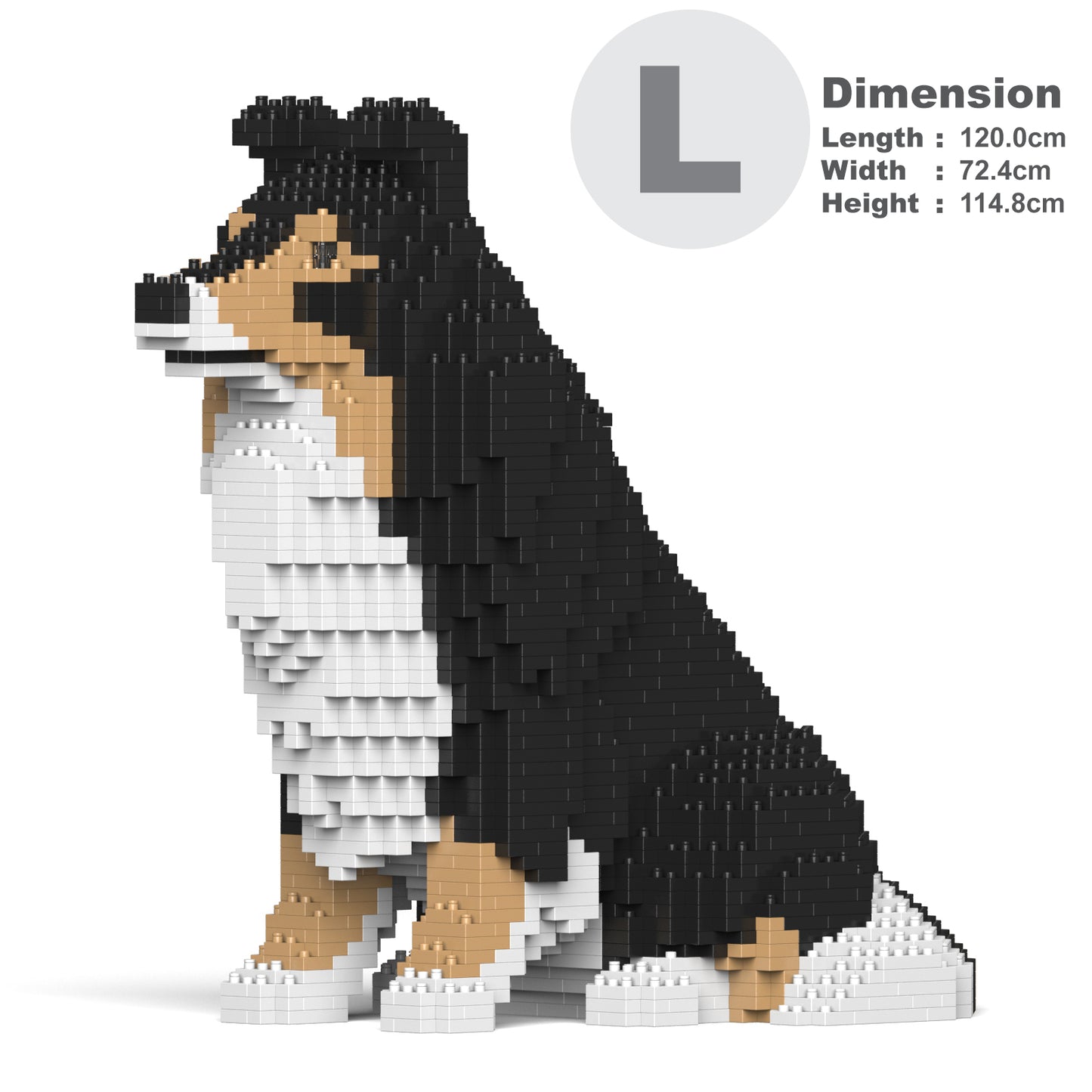 Shetland Sheepdog 03-M02