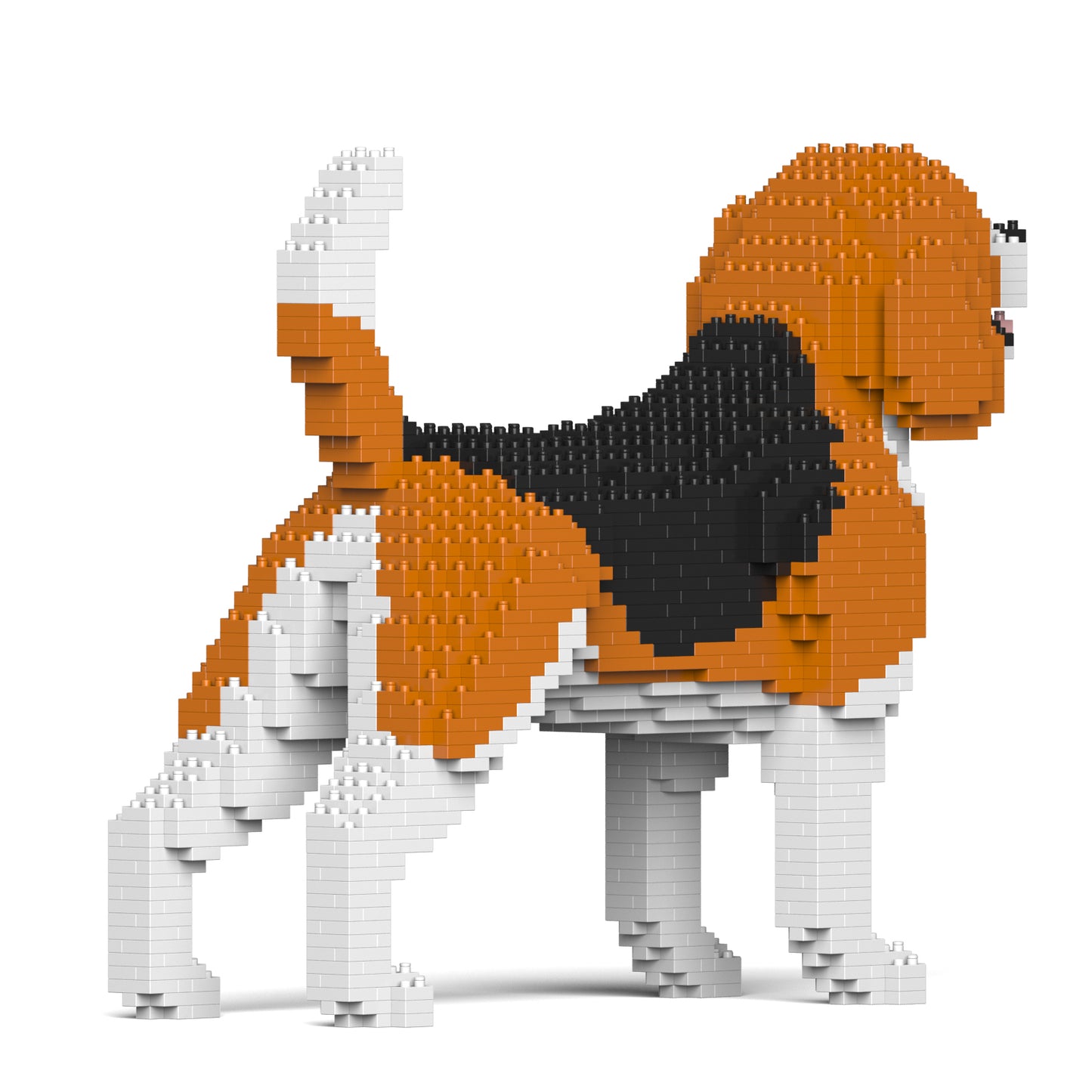 小獵犬03