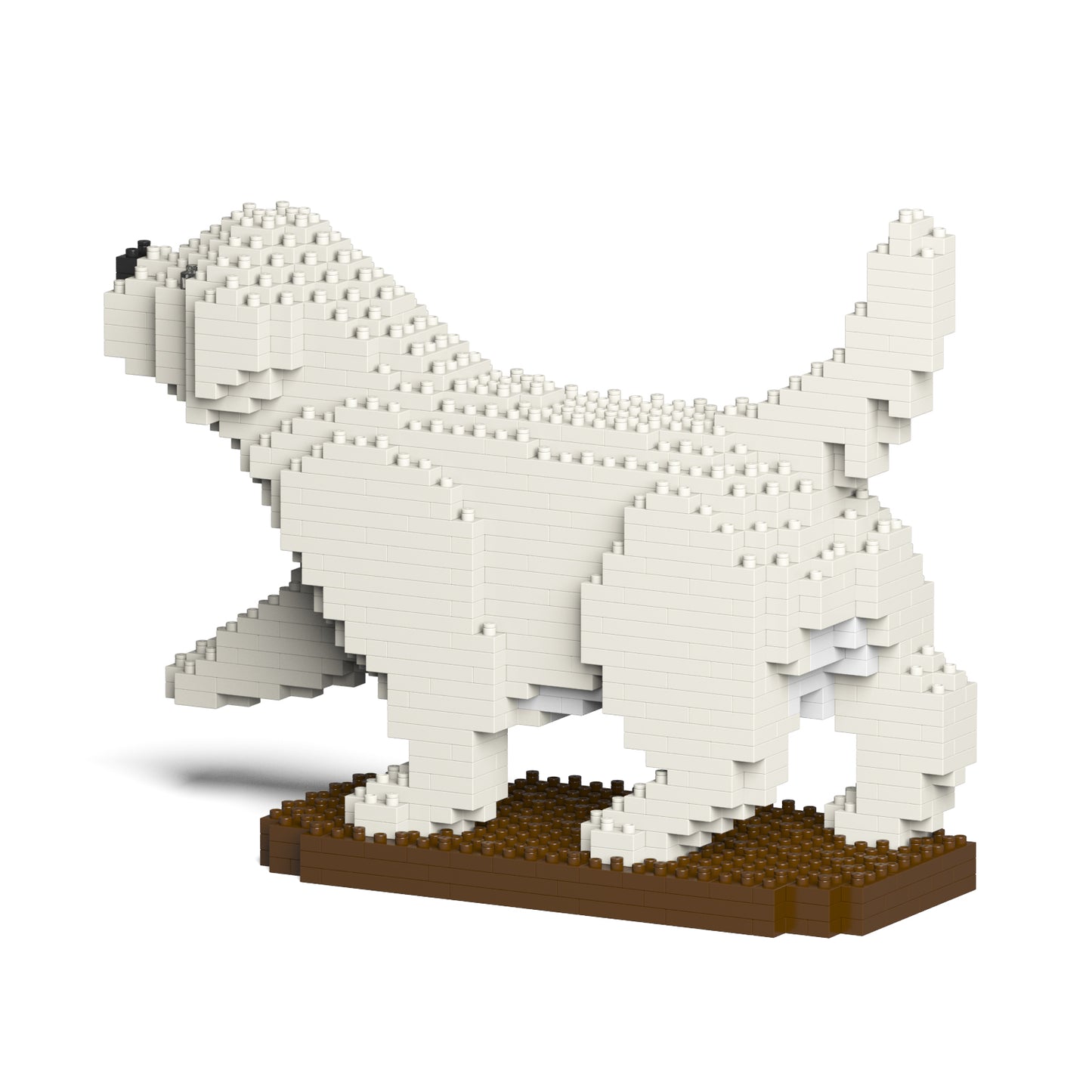 金毛尋回犬05-M01