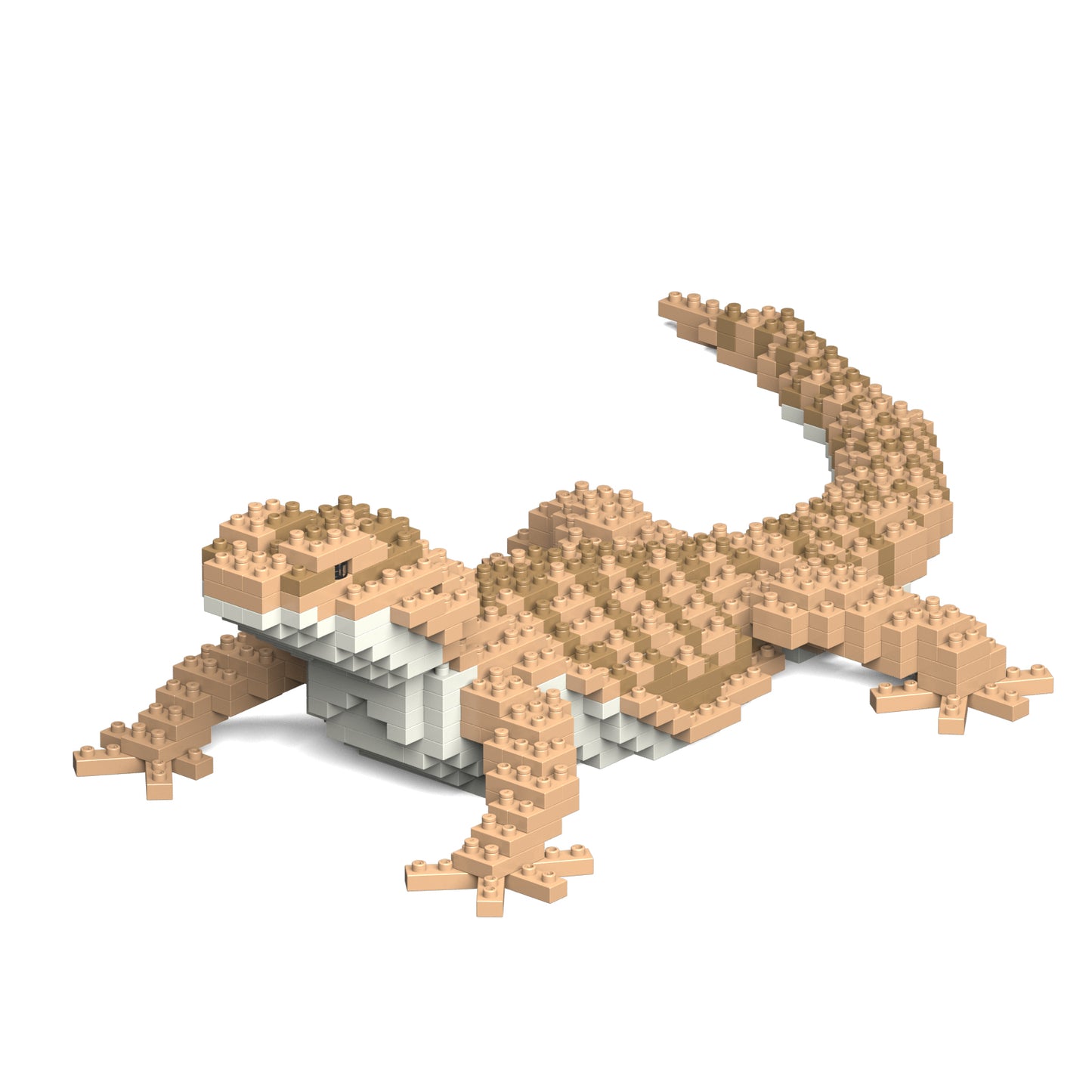鬃獅蜥01