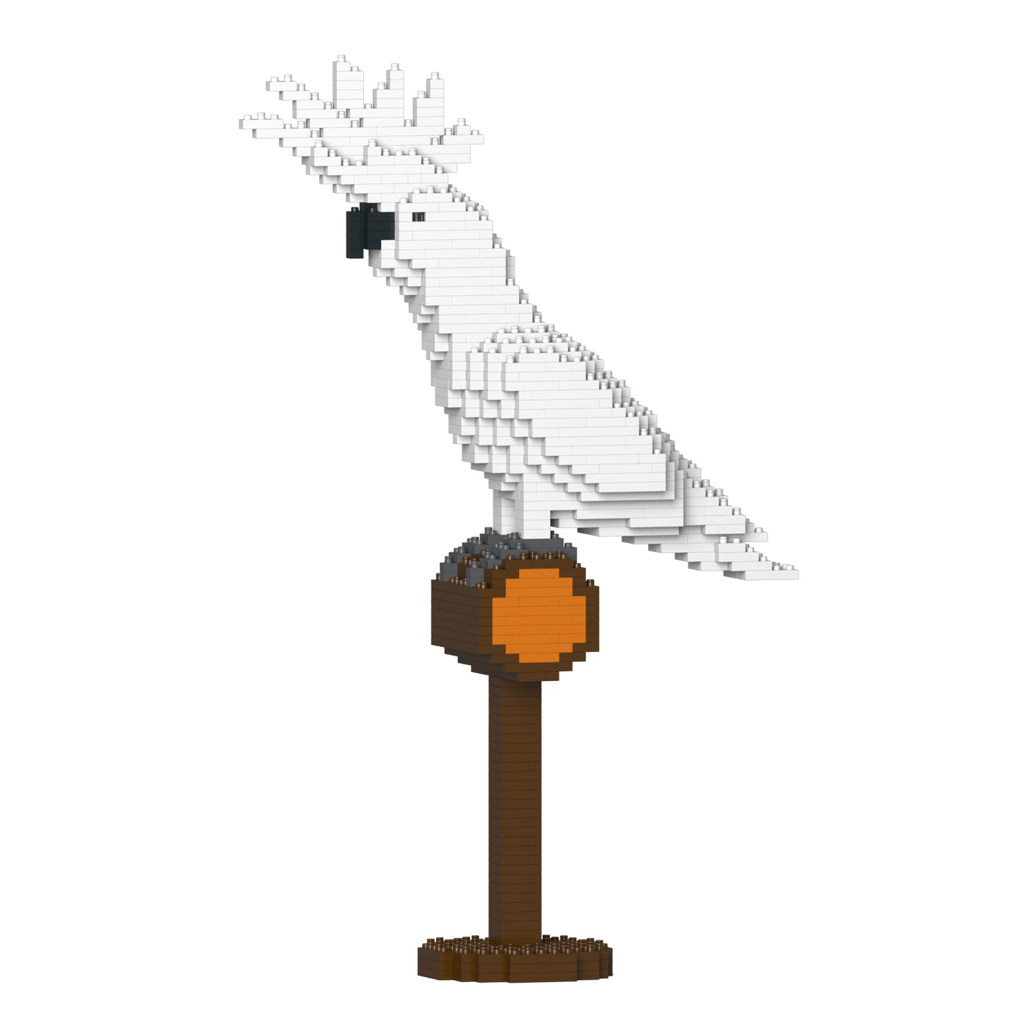 大白鳳頭鸚鵡01S