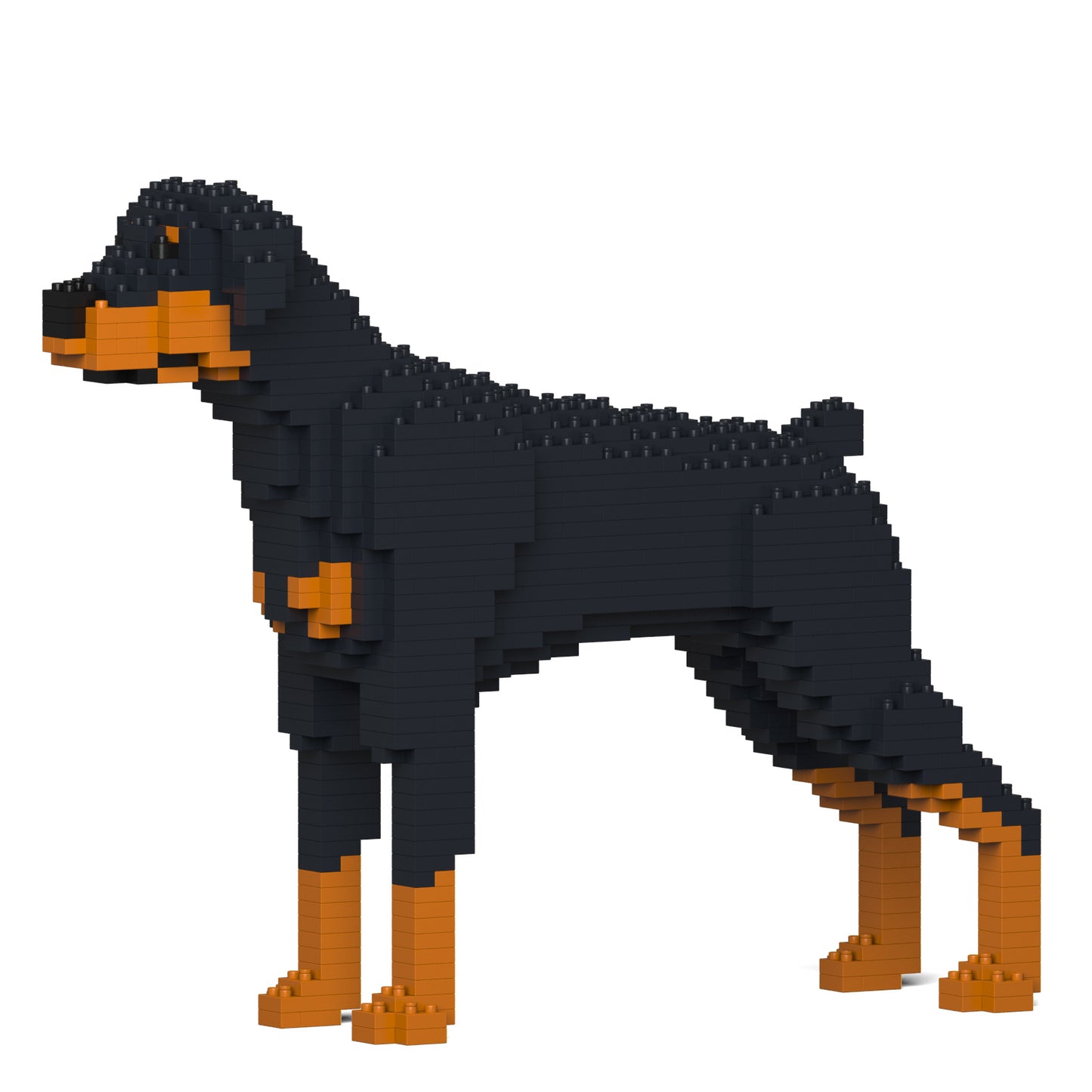 杜賓犬01-M01