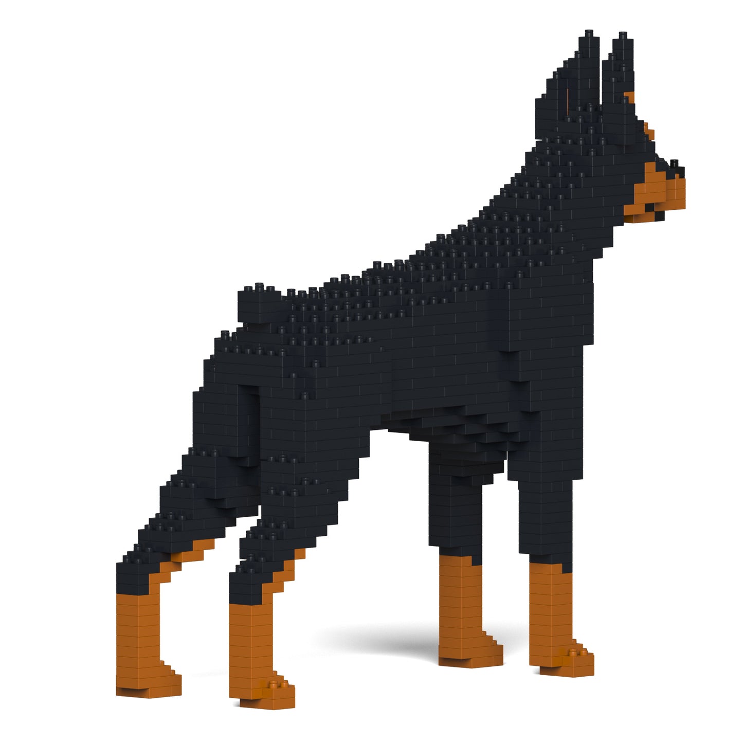 杜賓犬01-M01
