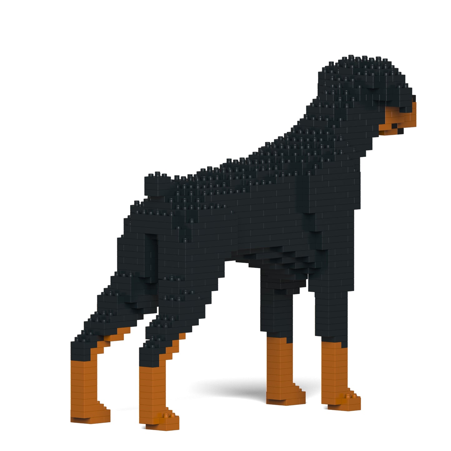 杜賓犬01-M01