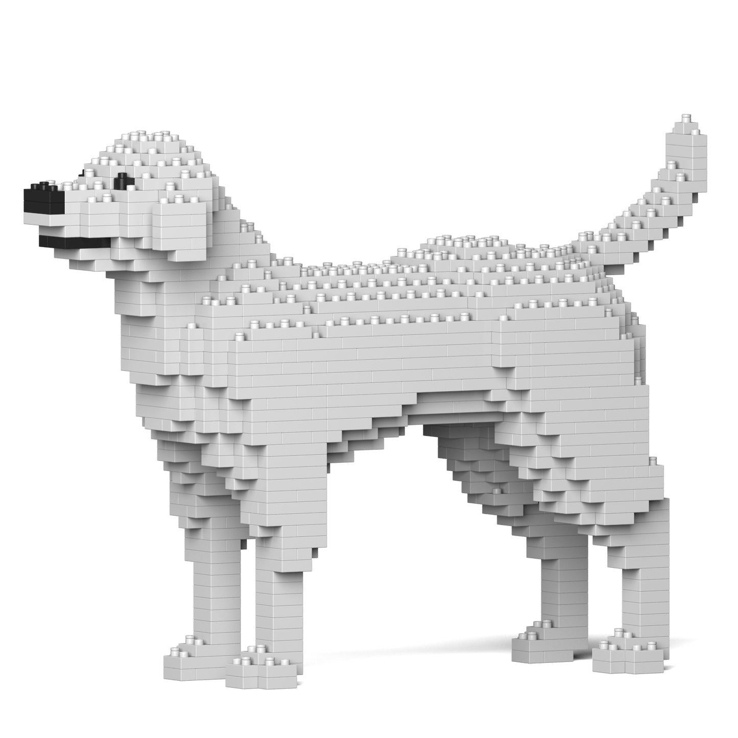 拉布拉多犬 01-M02