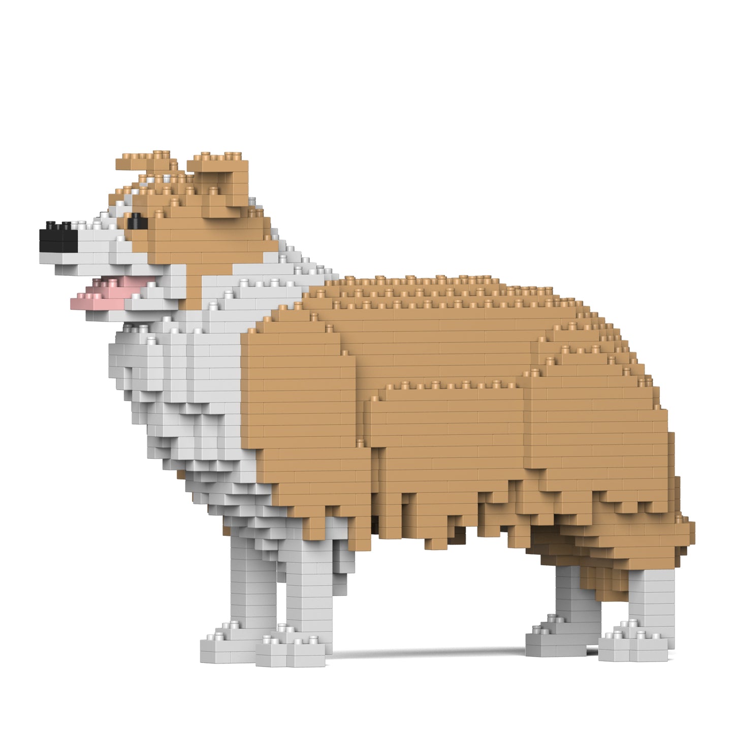 邊境牧羊犬01-M03