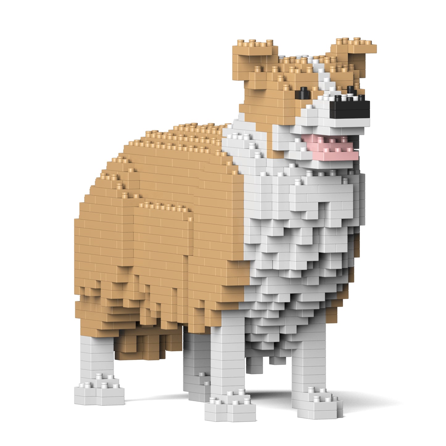邊境牧羊犬01-M03