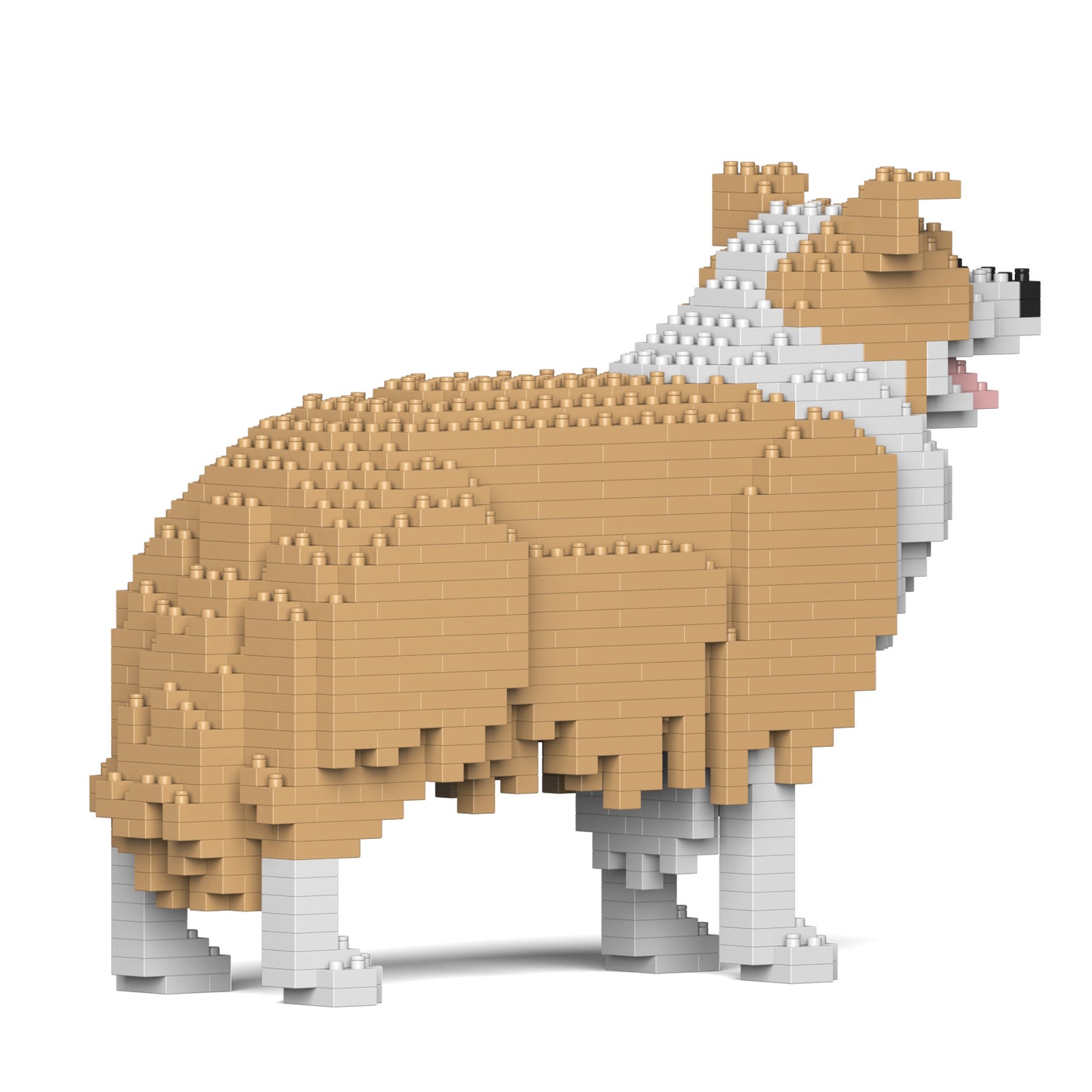 邊境牧羊犬01-M03