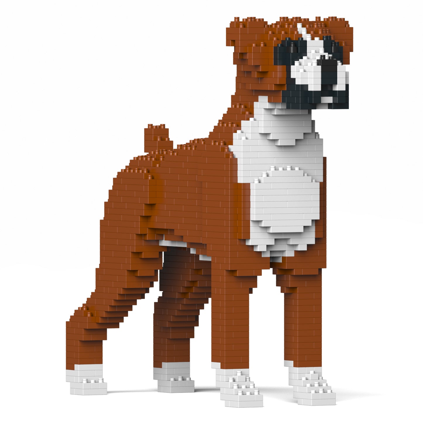 拳師犬01-M01