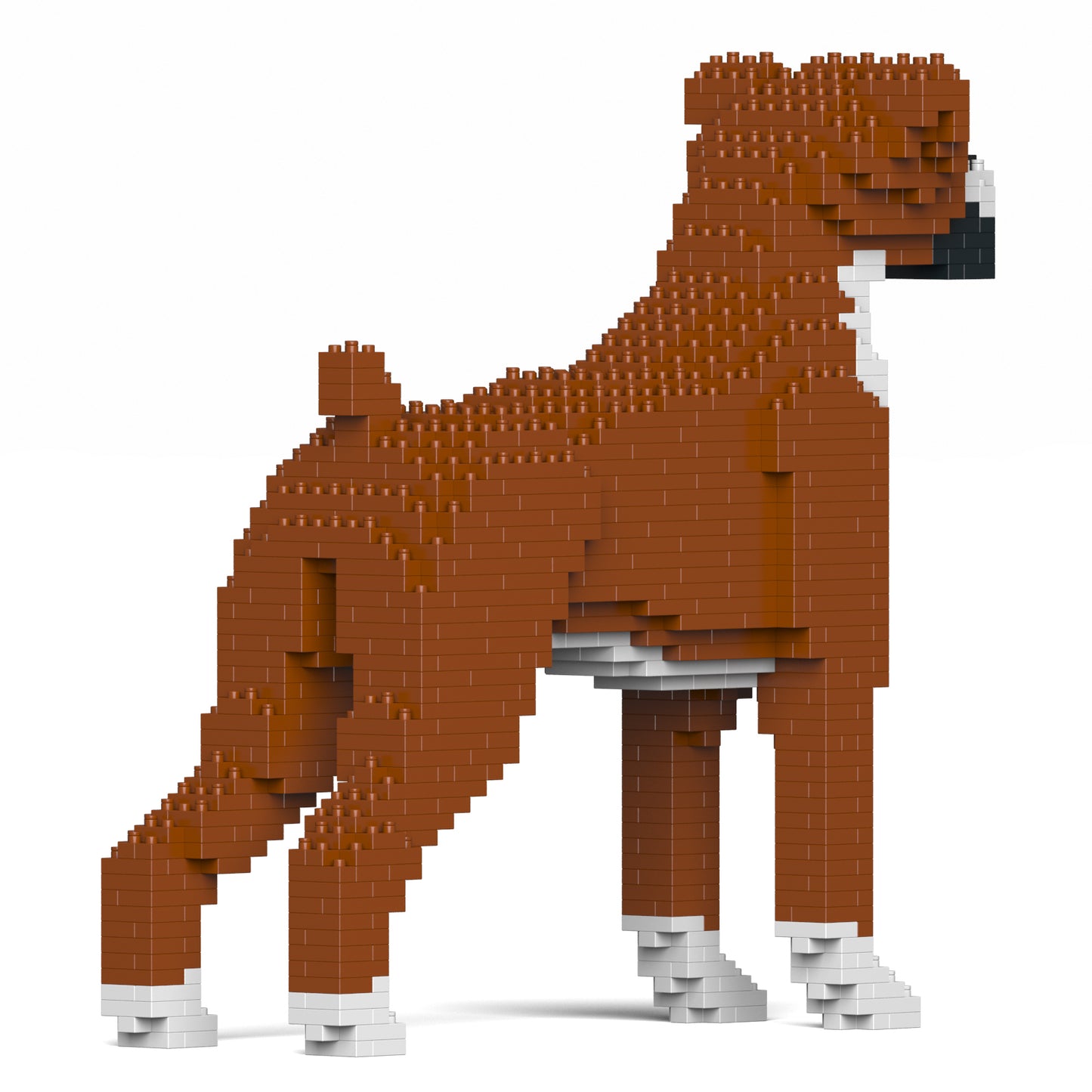 拳師犬01-M01