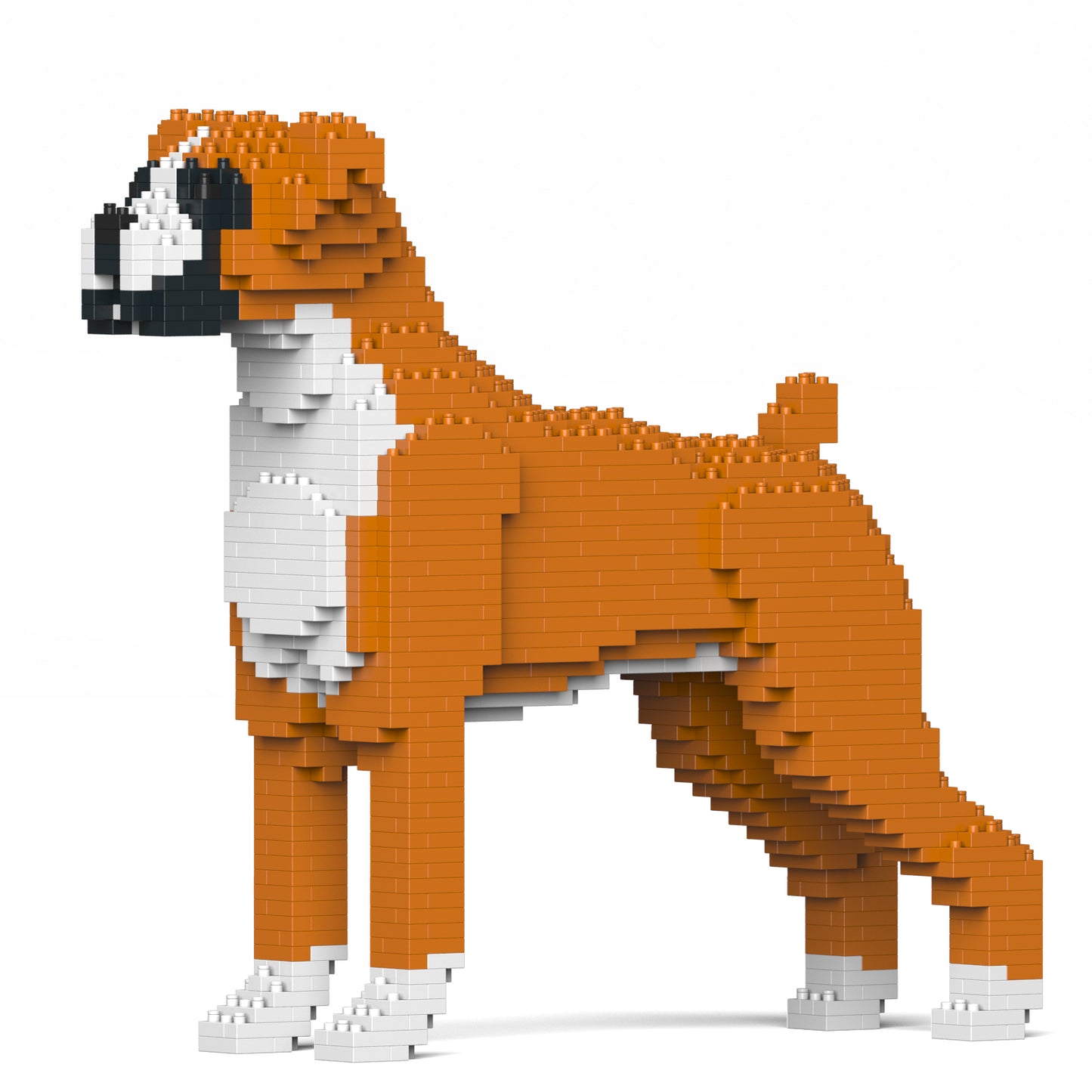 拳師犬01-M02