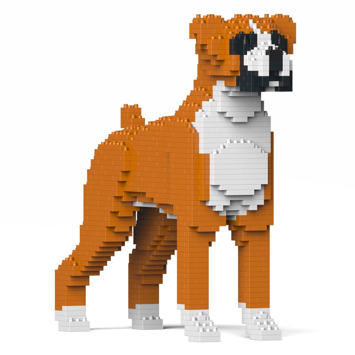 拳師犬01-M02