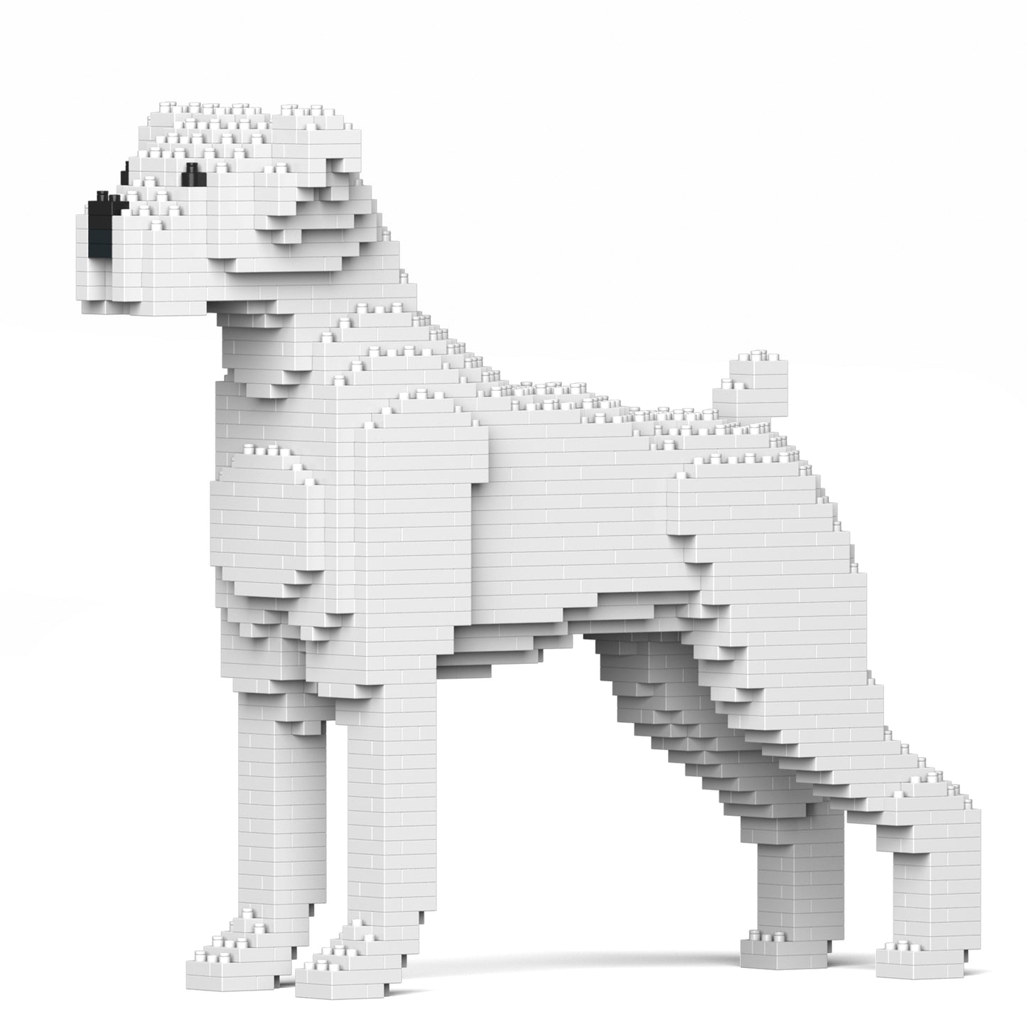 拳師犬01-M03