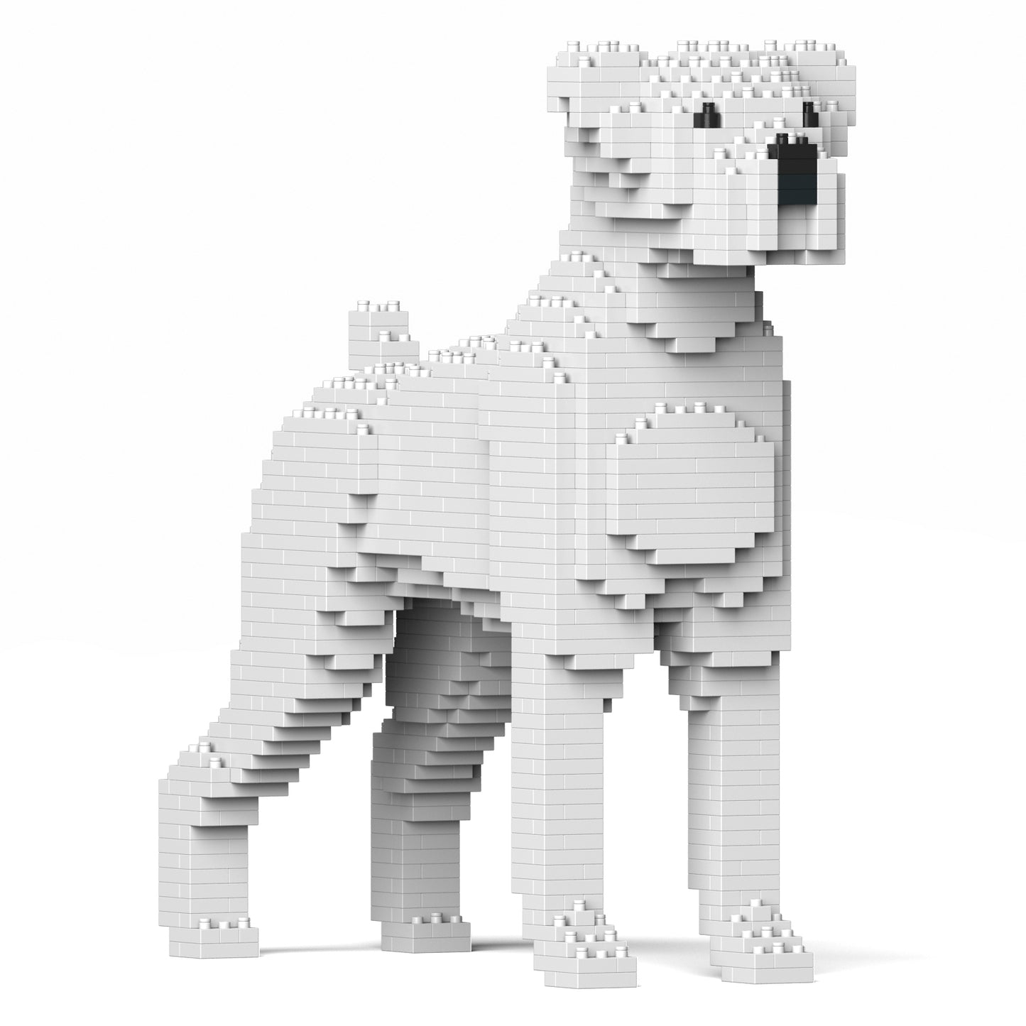 拳師犬01-M03