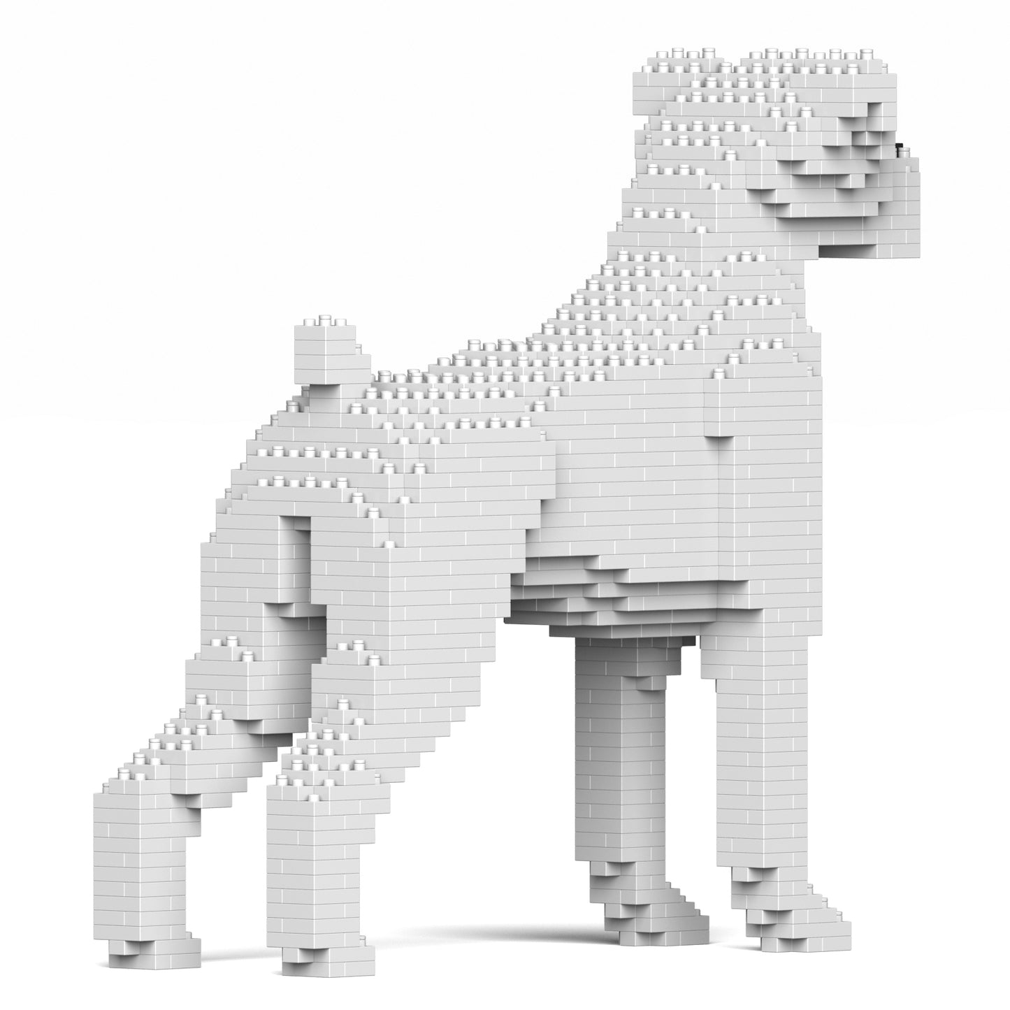 拳師犬01-M03