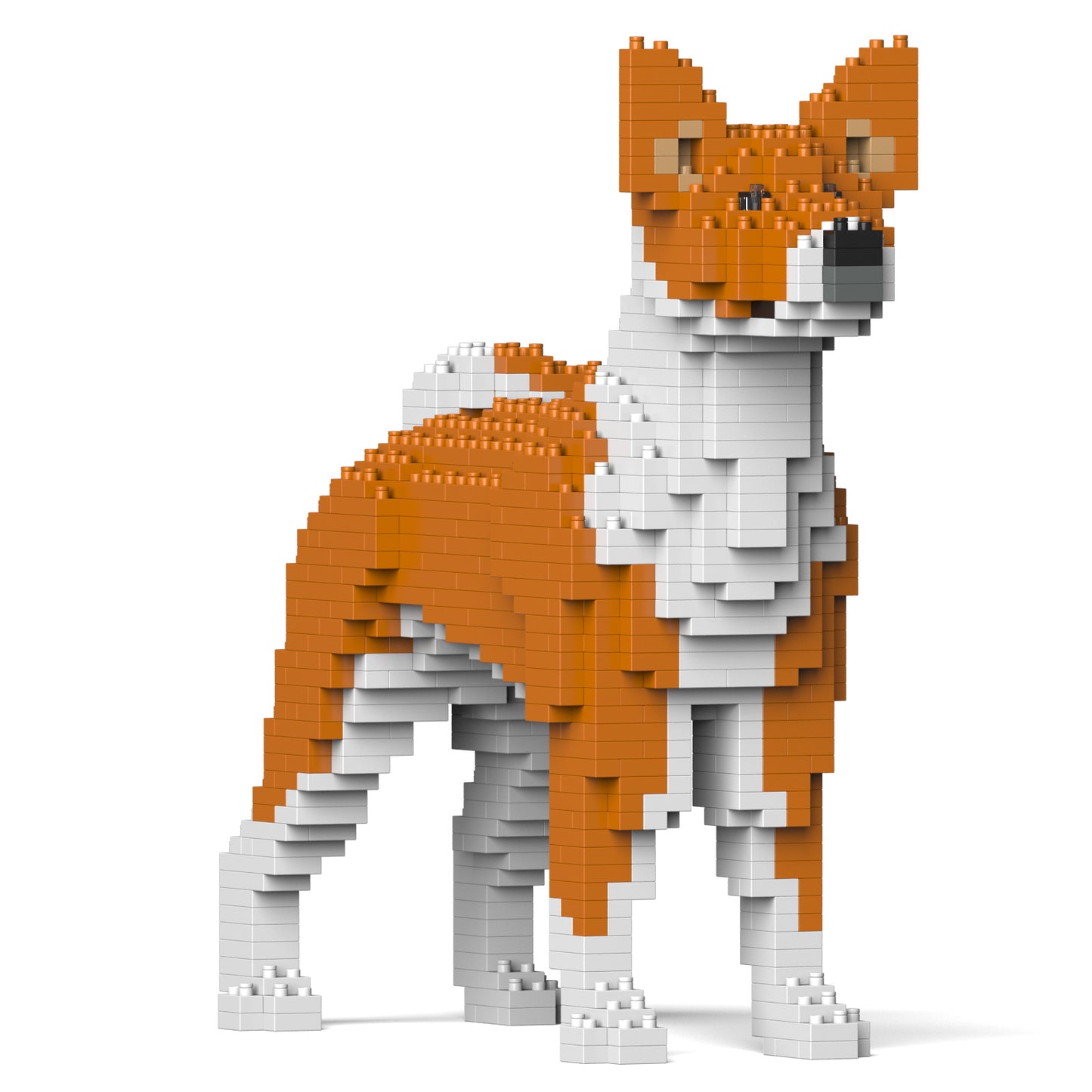貝生吉犬01-M01