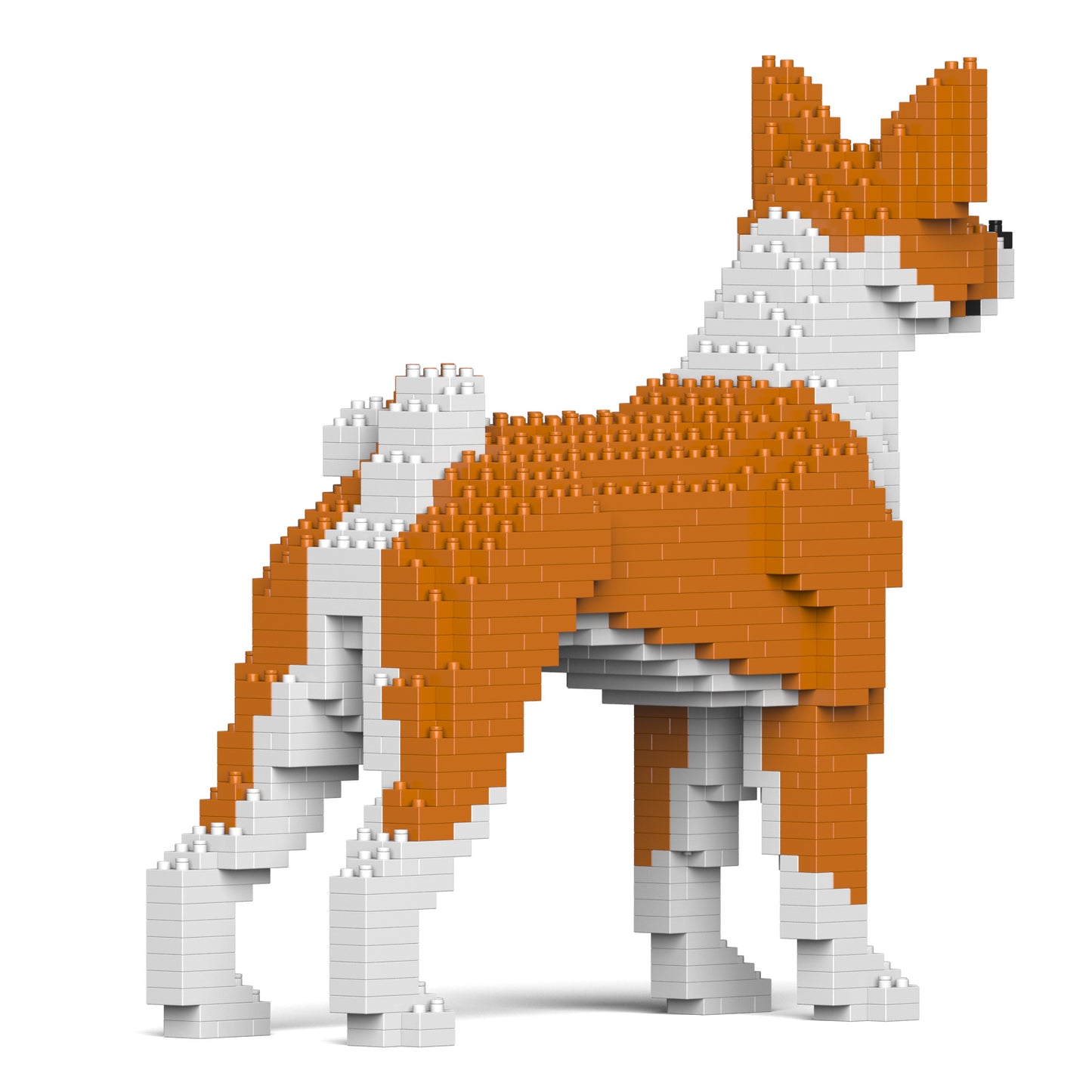貝生吉犬01-M01