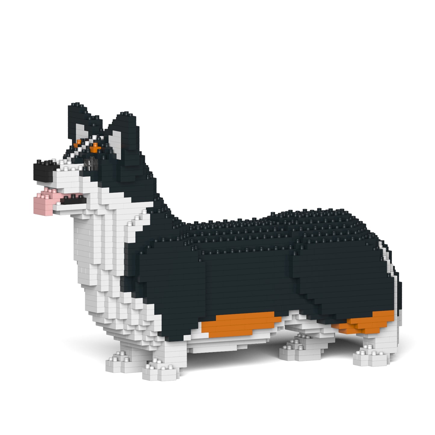 Welsh Corgi 02-M03