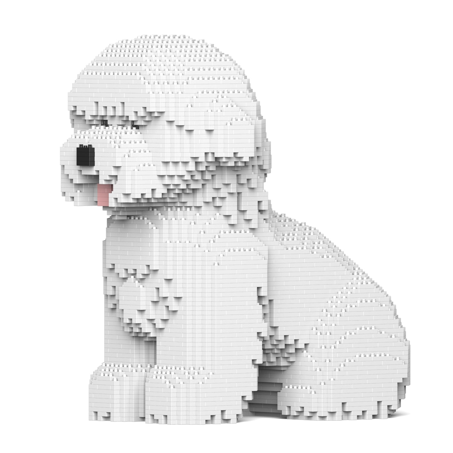 比熊犬