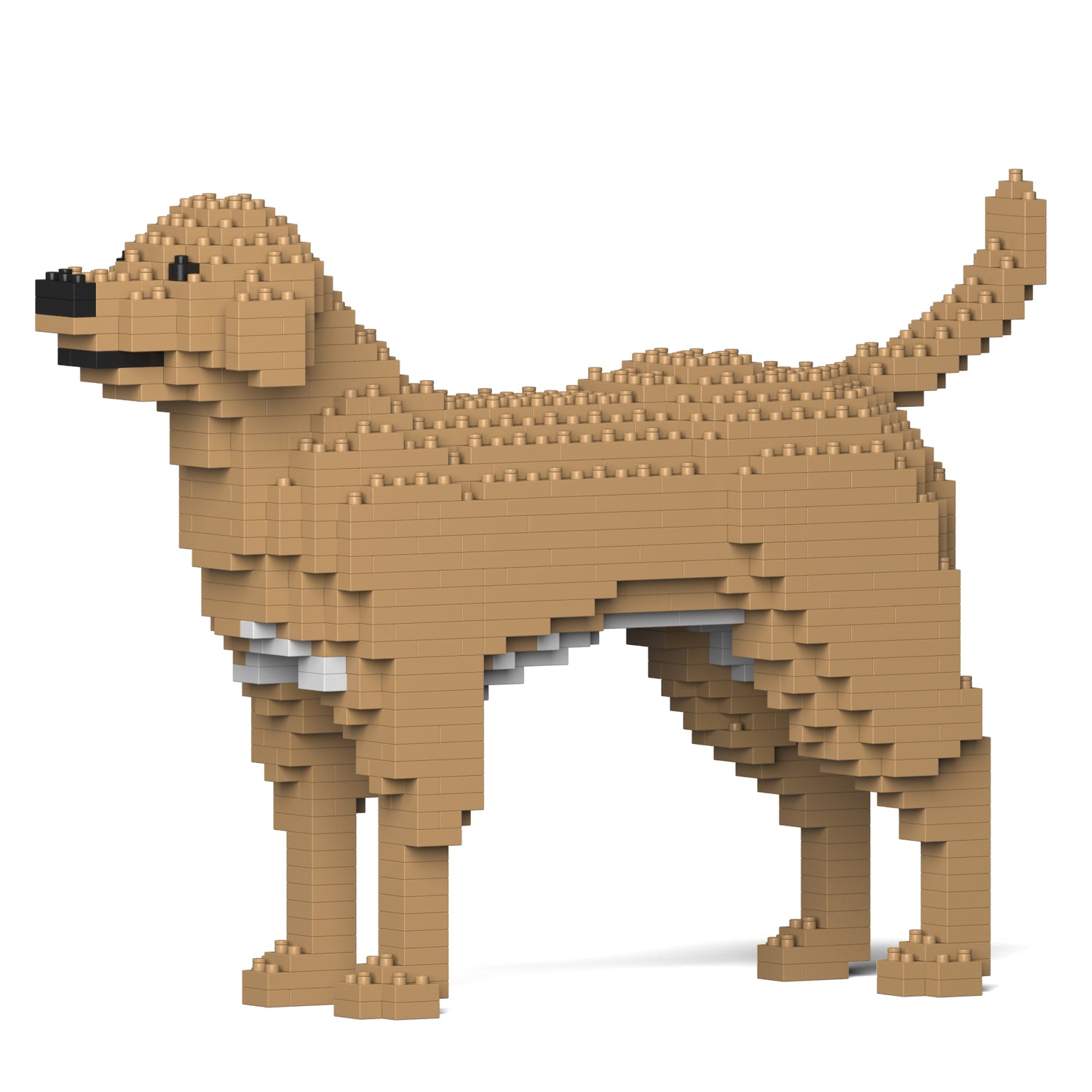 拉布拉多犬