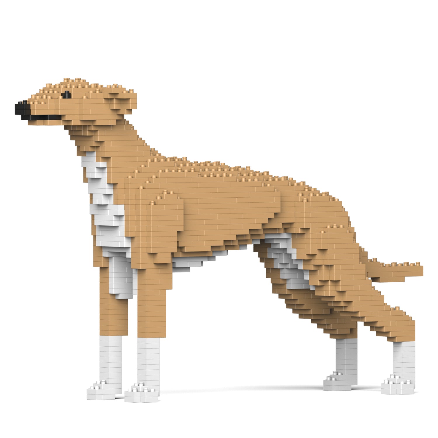 格雷伊獵犬