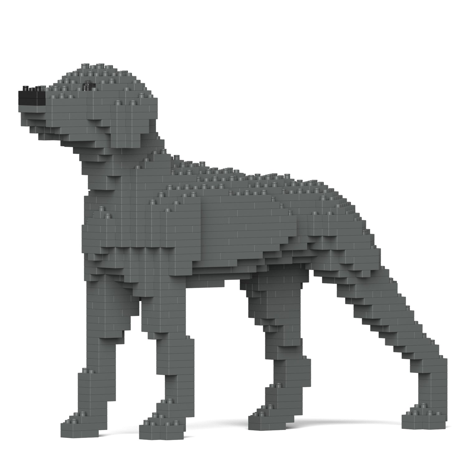 威瑪犬