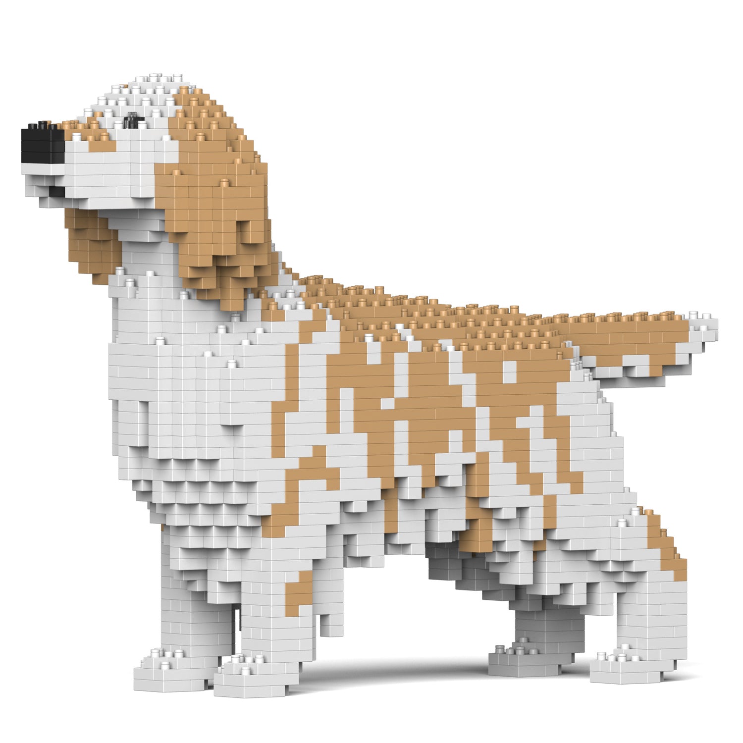 英國蹲獵犬