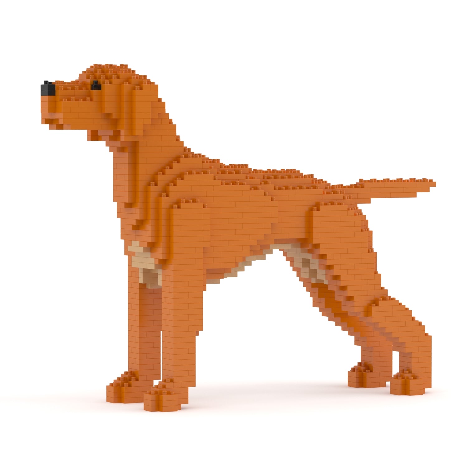 維茲拉犬