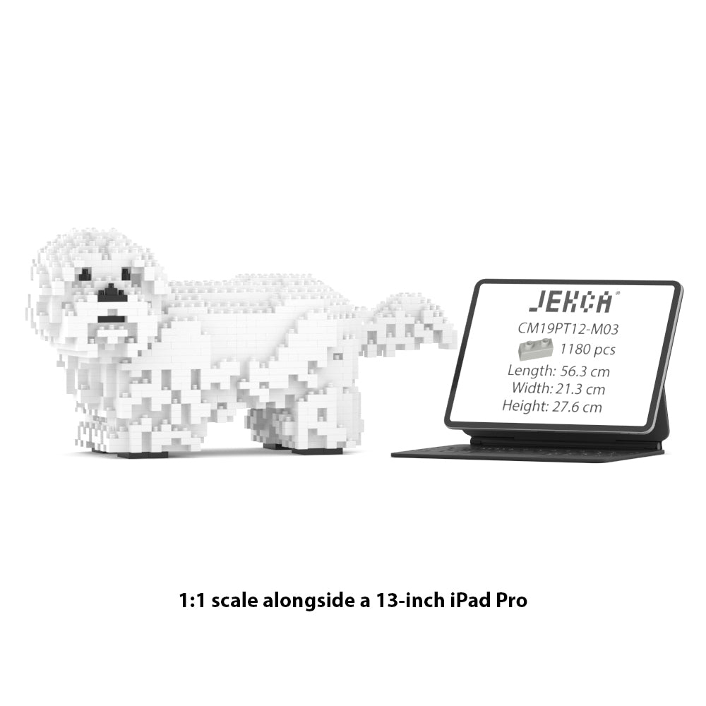 Shih Tzu 01-M03
