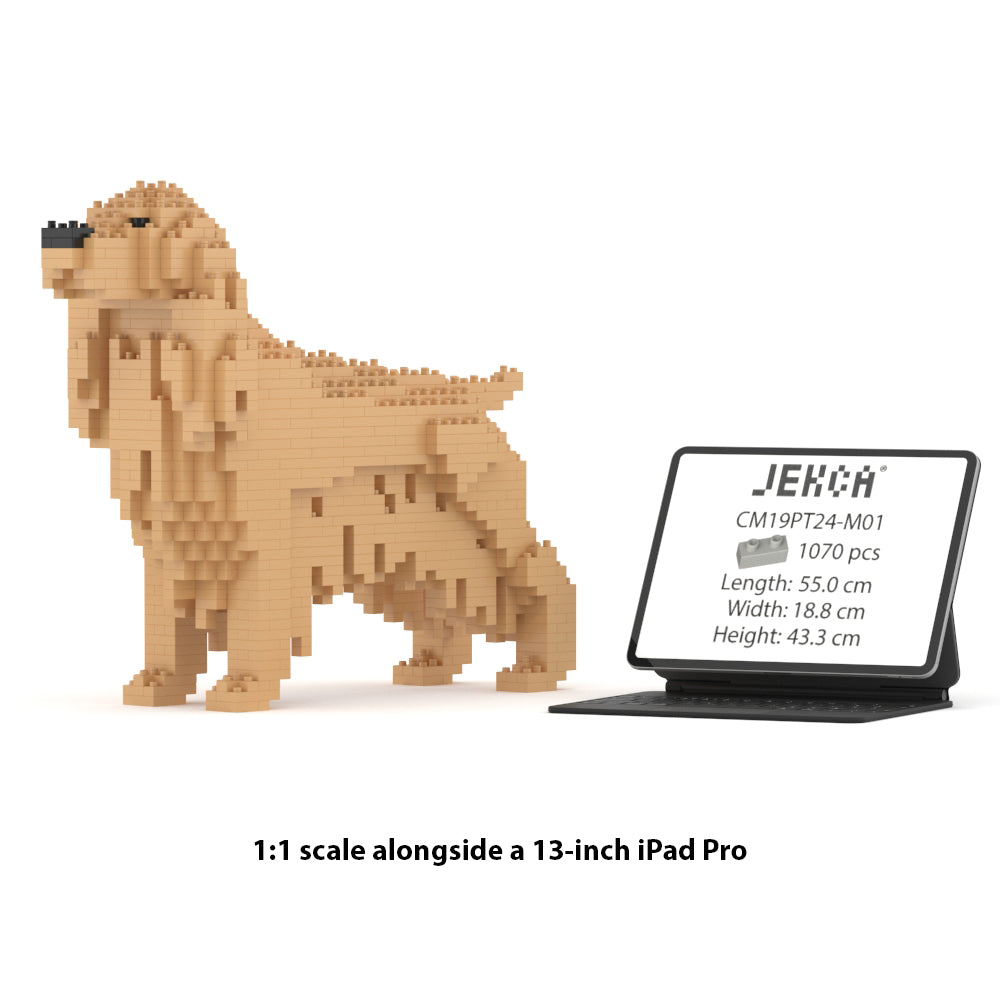 English Cocker Spaniel 01-M01