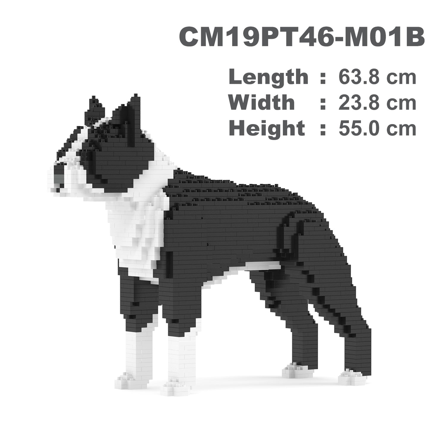 Boston Terrier 01-M01