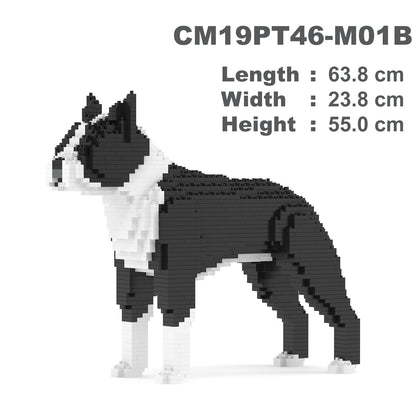 Boston Terrier 01-M01