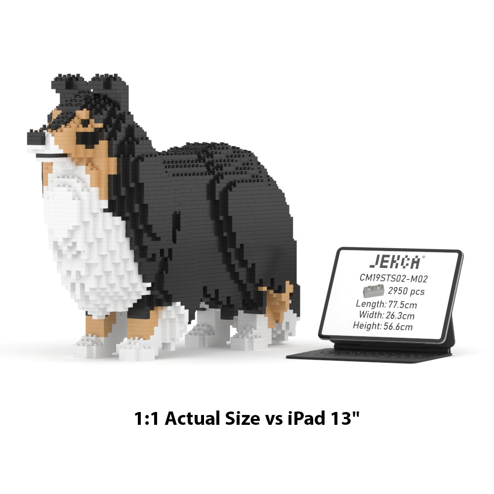 Shetland Sheepdog 02-M02
