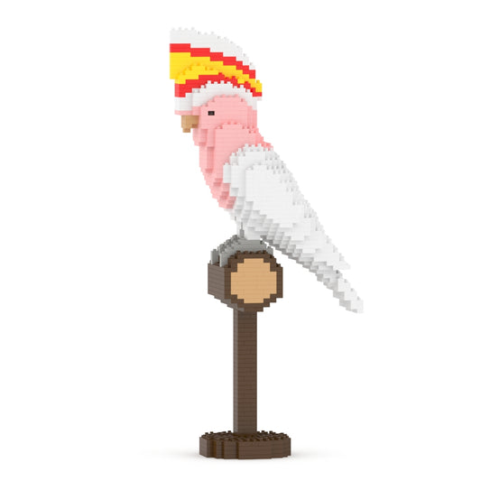 酋長鳳頭鸚鵡01S