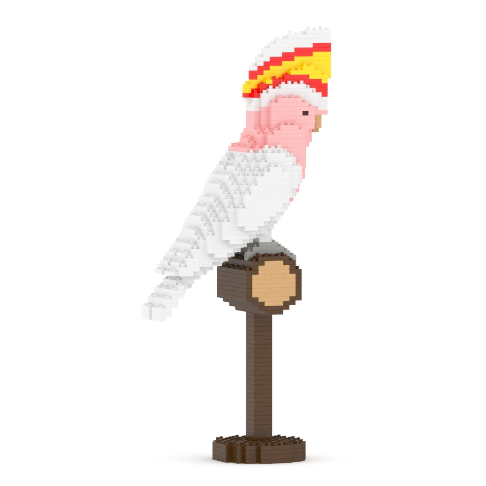 酋長鳳頭鸚鵡01S