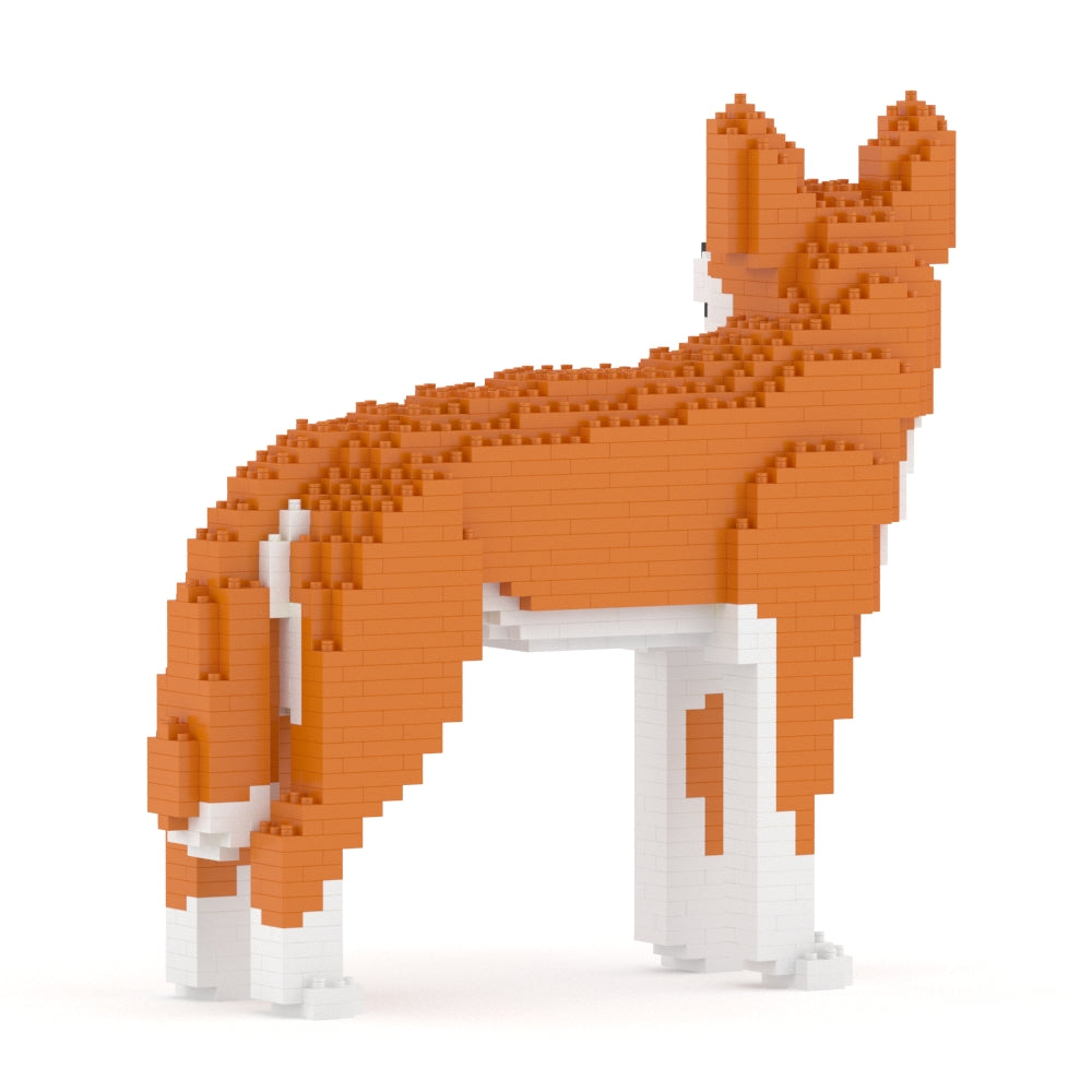 澳洲野犬01