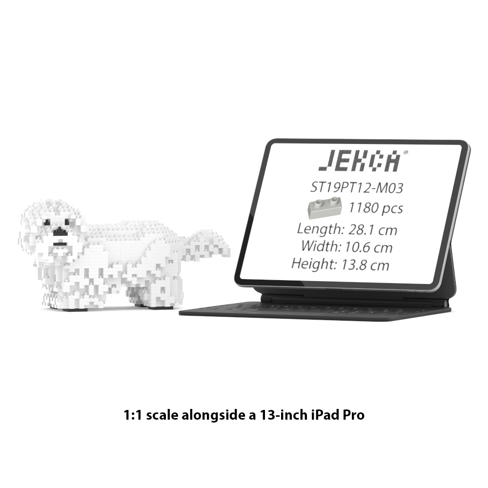 Shih Tzu 01-M03