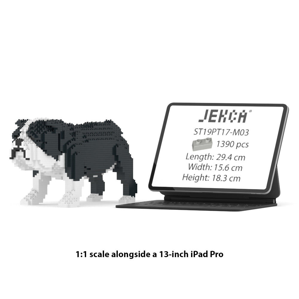 English Bulldog 01-M04