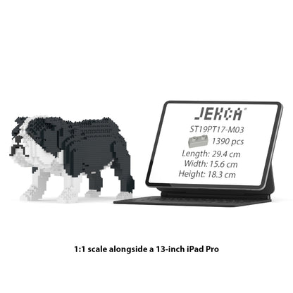 English Bulldog 01-M04