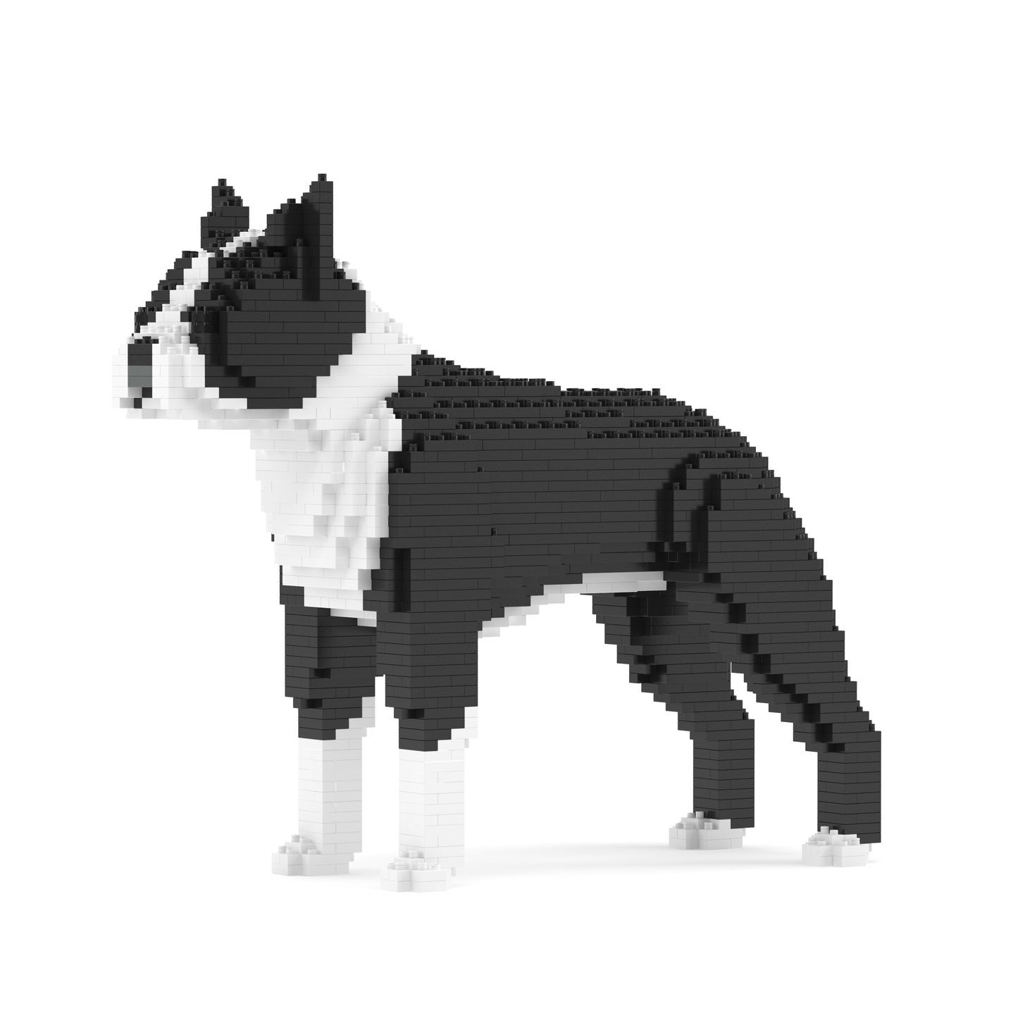 Boston Terrier 01-M01