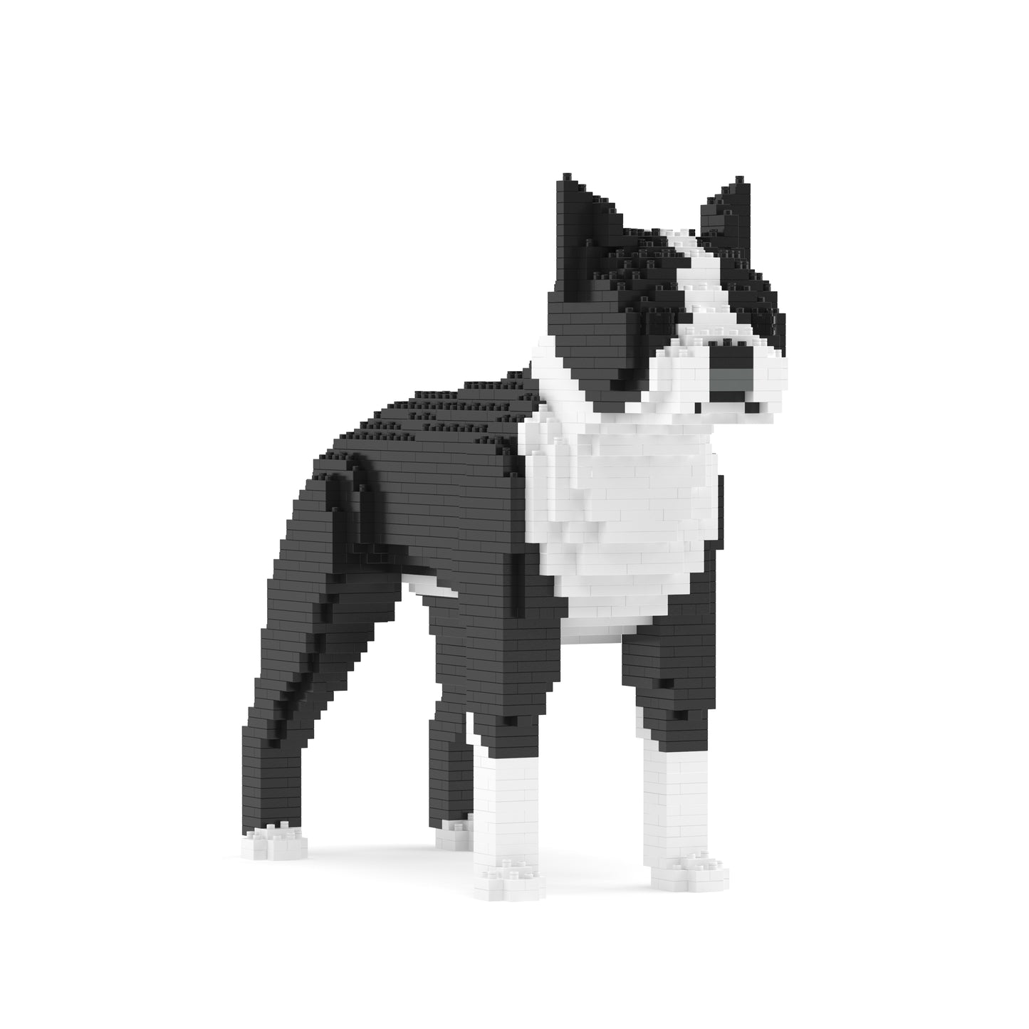 Boston Terrier 01-M01