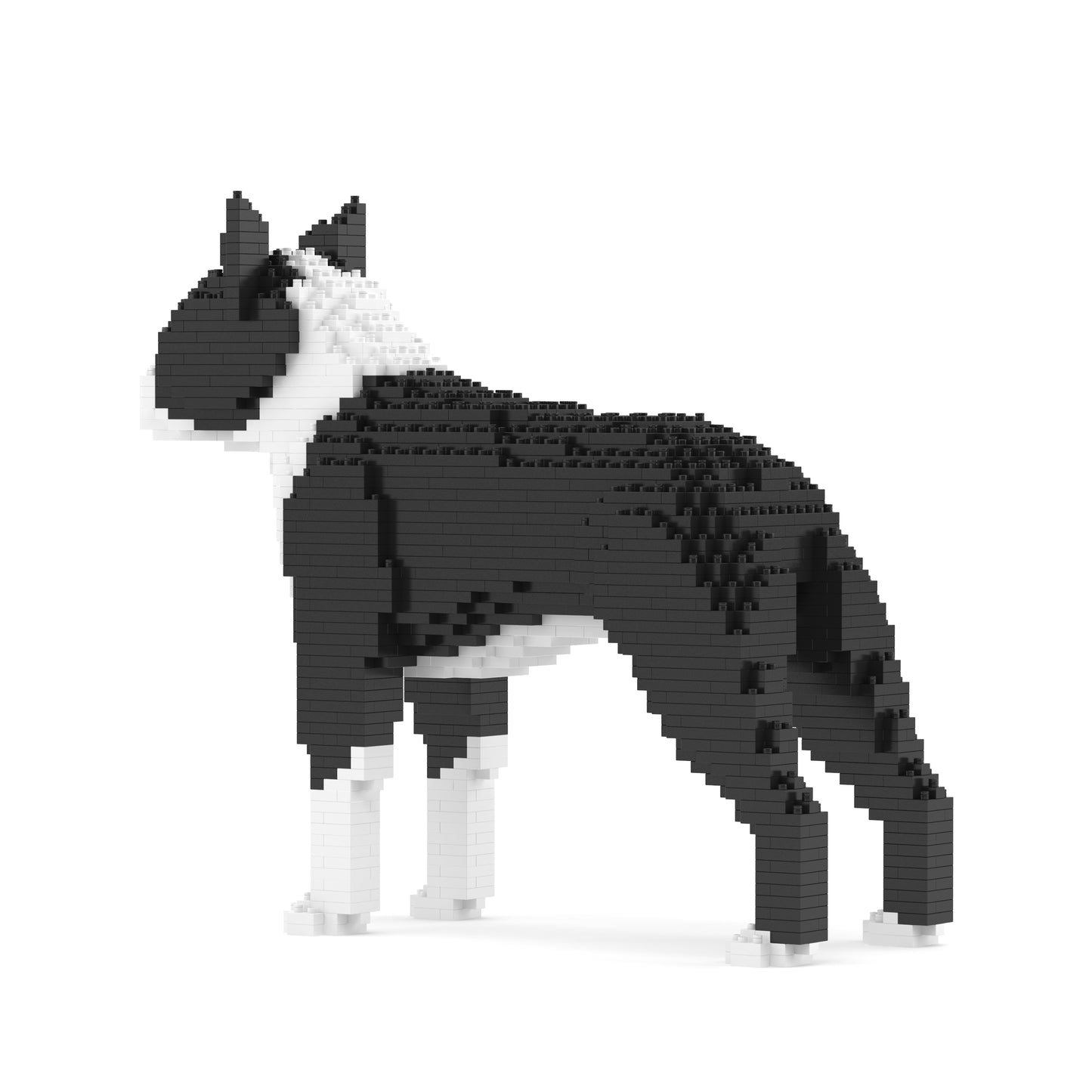 Boston Terrier 01-M01