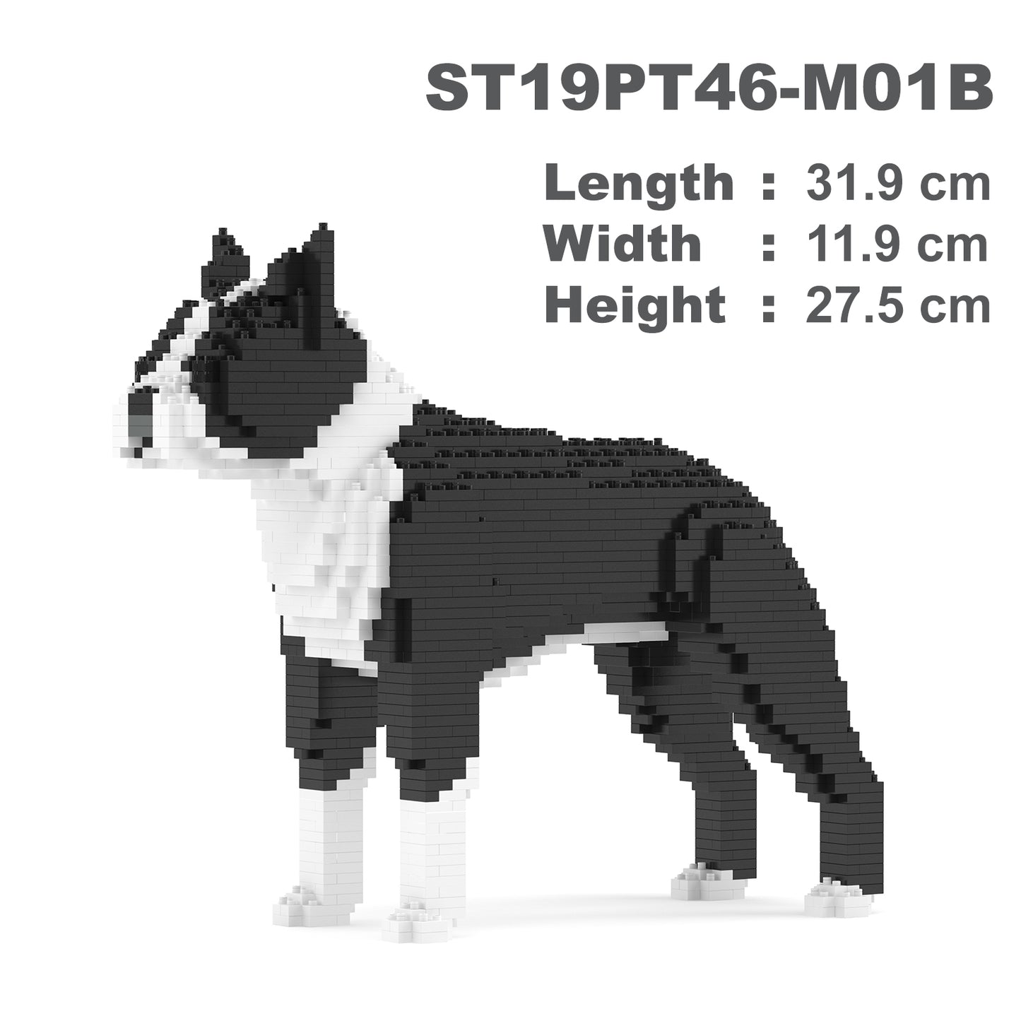 Boston Terrier 01-M01