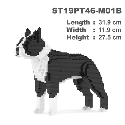 Boston Terrier 01-M01